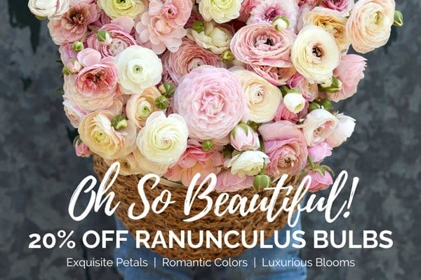 20% Off Ranunculus Bulbs