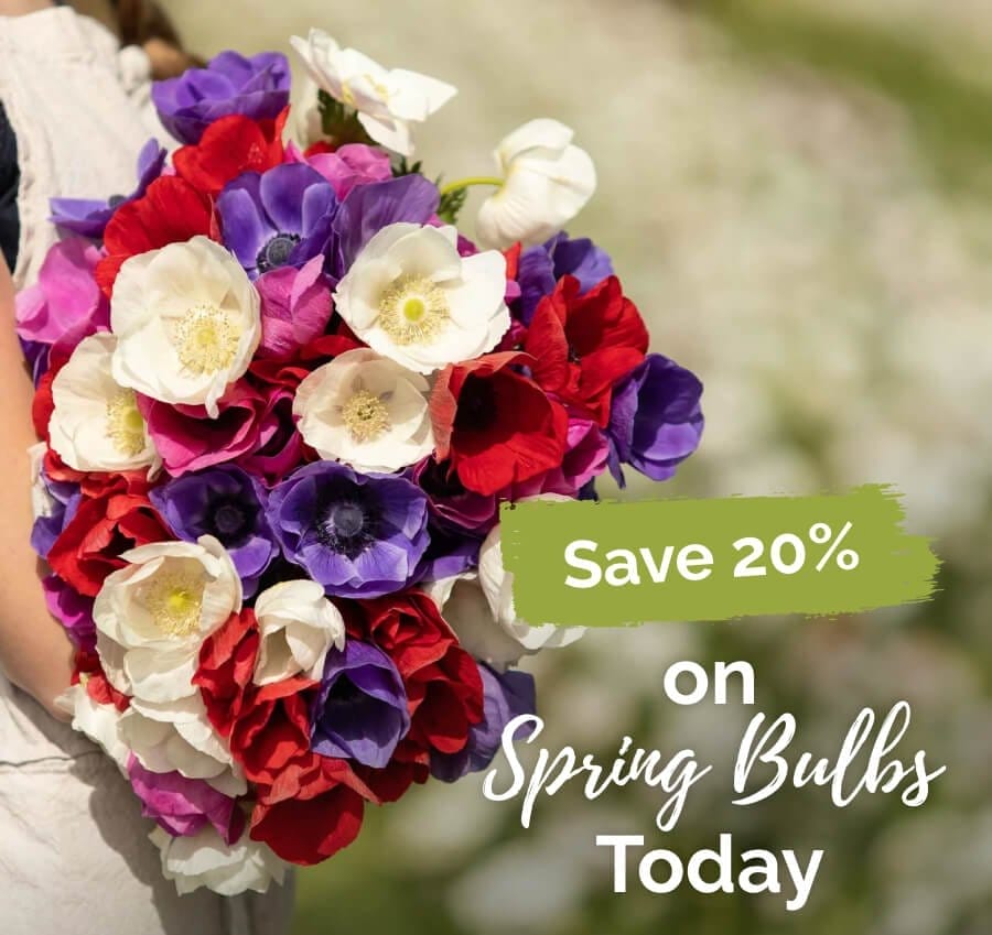 Save 20% on Spring Bulbs Today: Shop Bulb