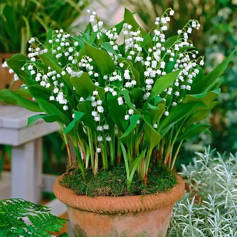 Image of Lily of the Valley Roots