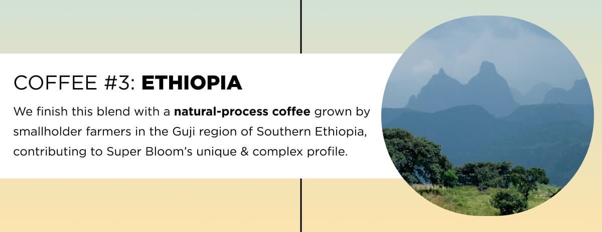 Coffee #3: Ethiopia