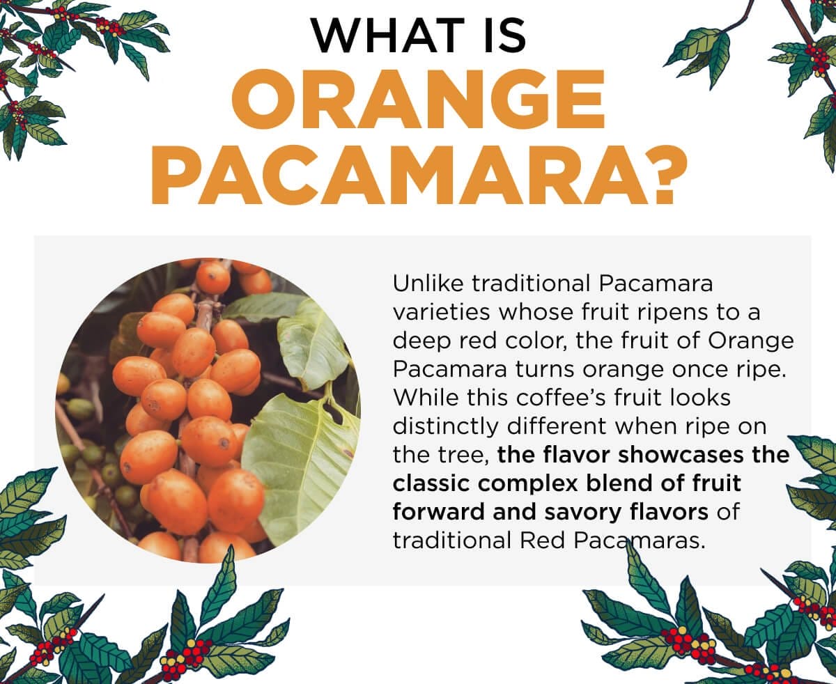 What is Orange Pacamara?