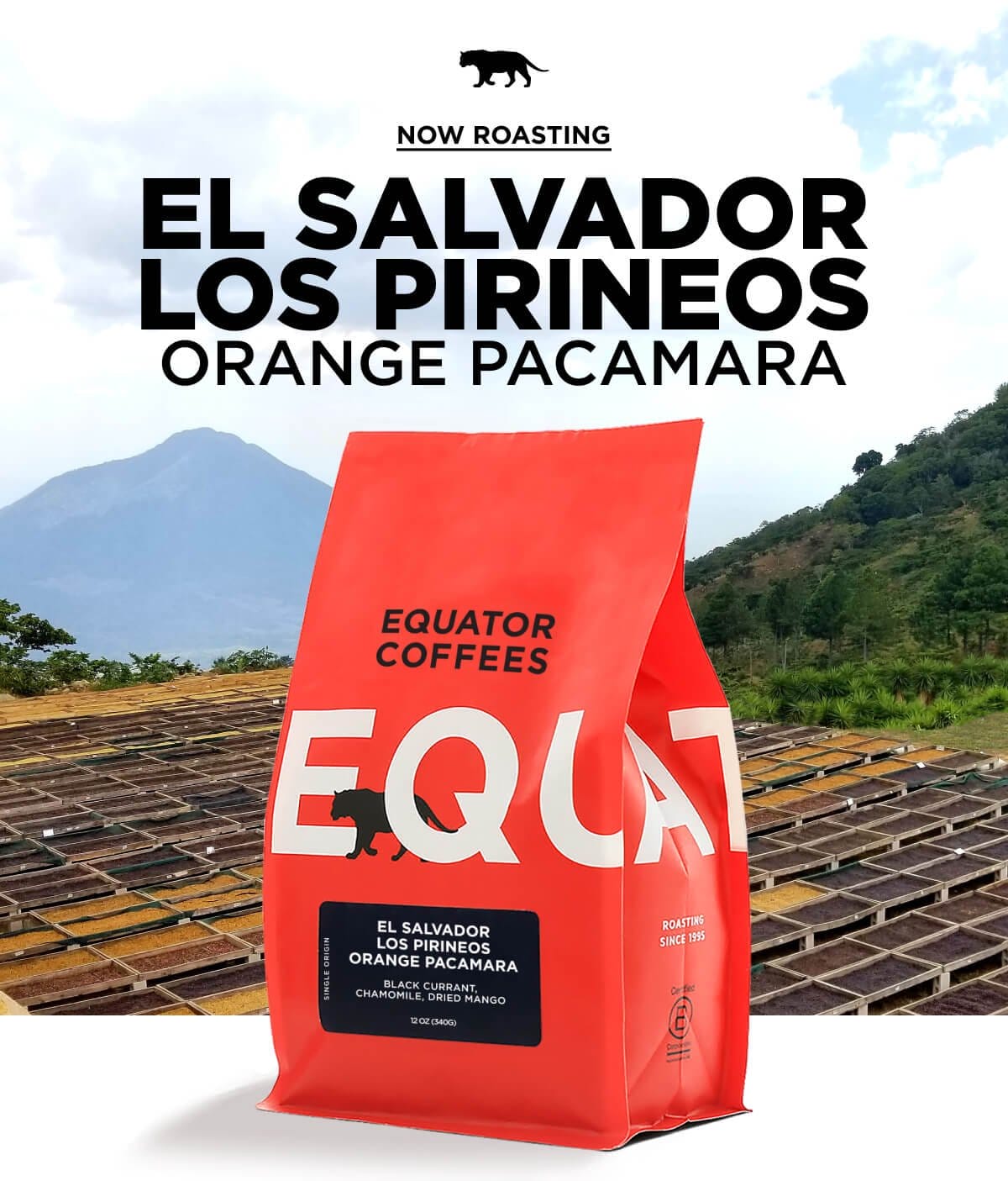 Now Roasting: El Salvador Los Pirineos Orange Pacamara