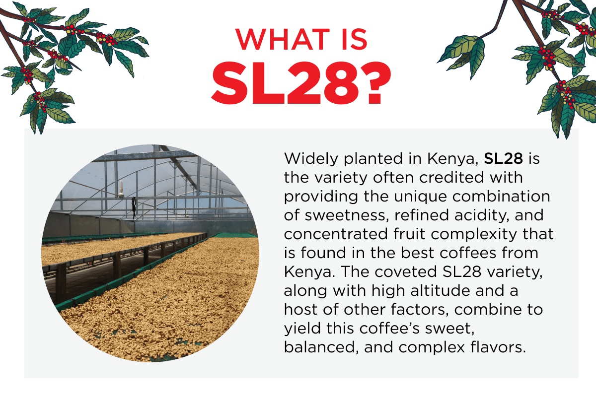 What is SL28?