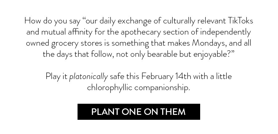 How do you say “our daily exchange of culturally relevant TikToks and mutual affinity for the apothecary section of independently owned grocery stores is something that makes Mondays, and all the days that follow, not only bearable but enjoyable?” Play it platonically safe this February 14th with a little chlorophyllic companionship. Plant One On Them