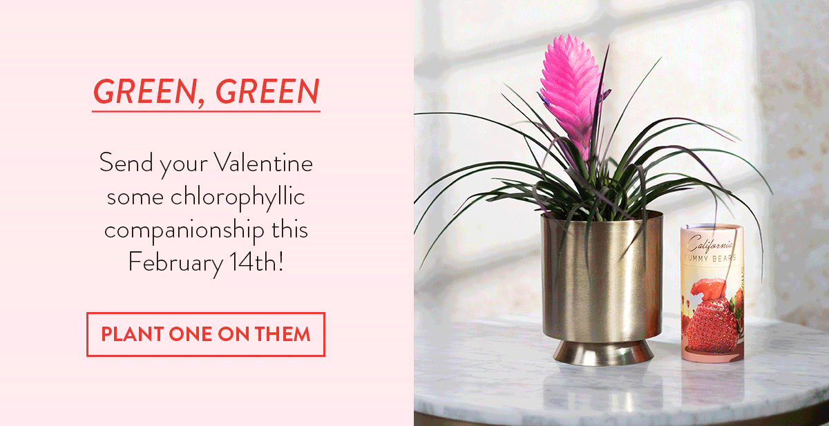 Send your Valentine some chlorophyllic companionship this February 14th!