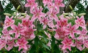 Giant Stargazer Lily Flower Bulbs (6-, 12-, 30-Pack with Planting Tool)