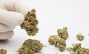 Marijuana Growology Courses