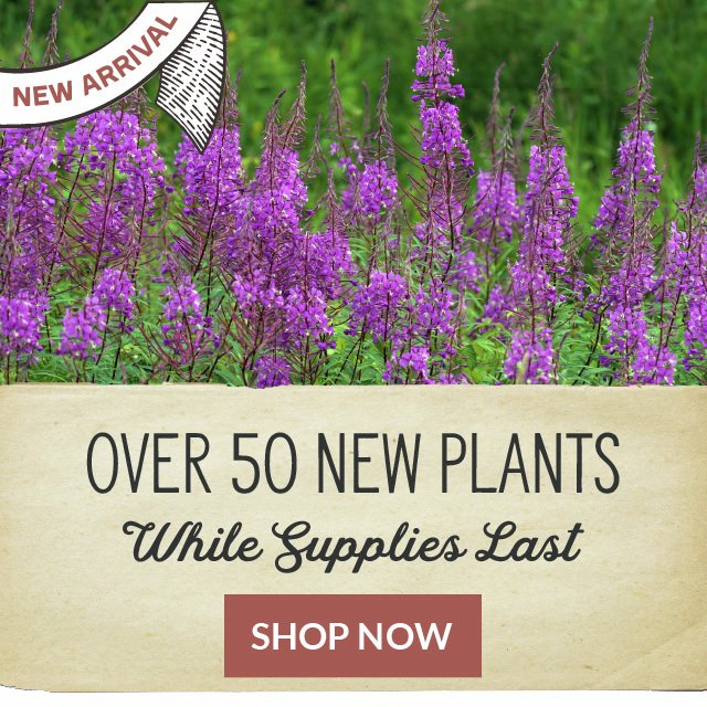 New Arrivals! Over 50 New Plants - While Supplies Last - Shop Now