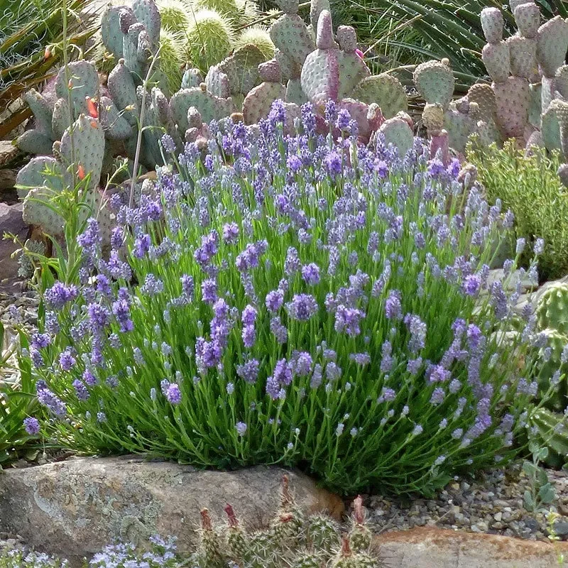 Wee One English Lavender