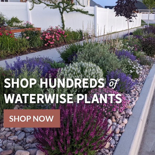 Shop Hundreds Of Waterwise Plants Shop Now