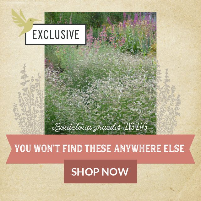 Exclusive Plants - You Won't Find These Anywhere Else Shop Now