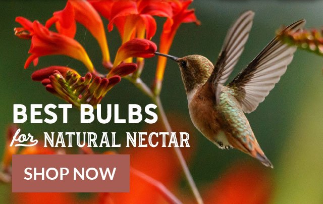 Hummingbird Week - Best Bulbs For Natural Nectar Shop Now