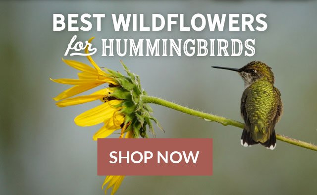 Hummingbird Week - Best Wildflowers For Hummingbirds Shop Now