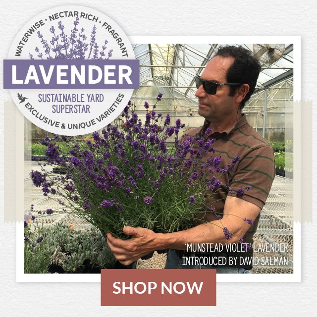 Save Up To 15% - Lavender Sale - Shop Now