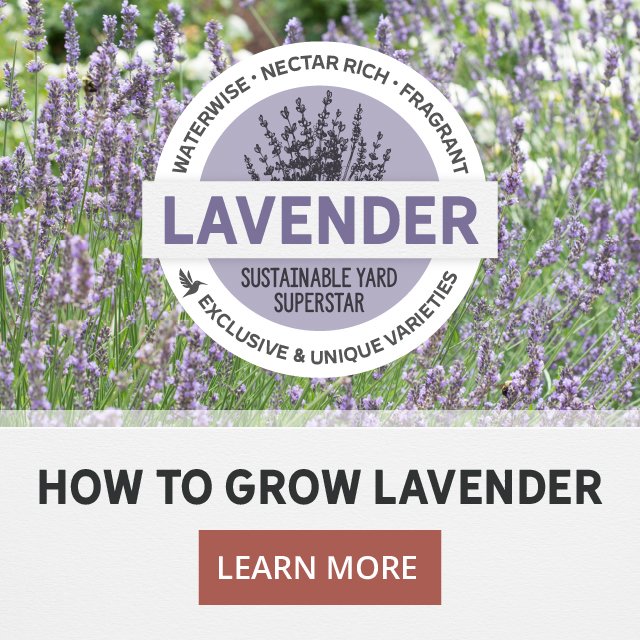 How To Grow Lavender - Waterwise - Nectar-Rich - Wonderfully Fragrant Learn More