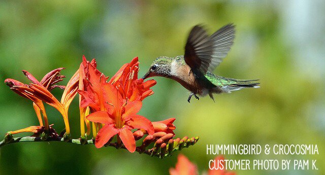 Hummingbird & Crocosmia Customer Photo By Pam K.