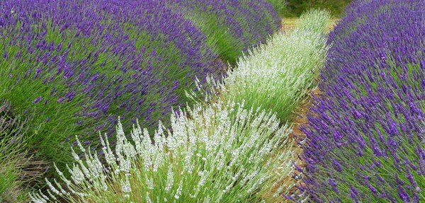Alternating rows of white and traditional purple-flowering Lavender