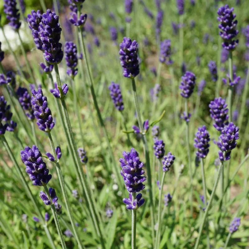 Hidcote Blue English Lavender