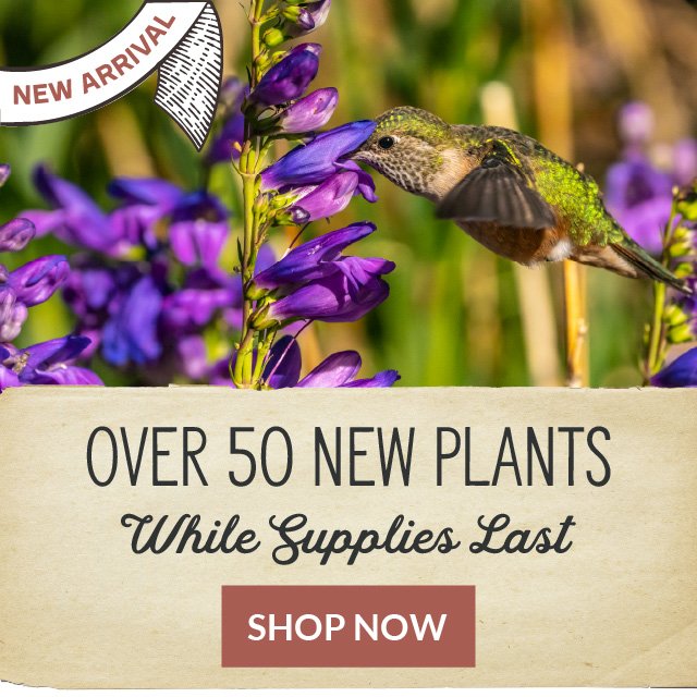New Arrivals - Over 50 New Plants - While Supplies Last - Shop Now