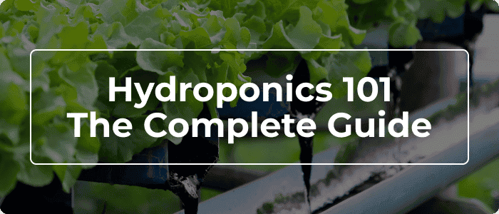 Blog: Hydroponics 101 - The Complete Guide To Hydroponic Growing