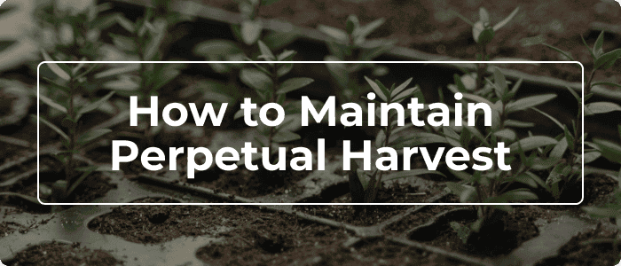 Blog: Perpetual Harvest - Get The Most Out Of Your Grow Room
