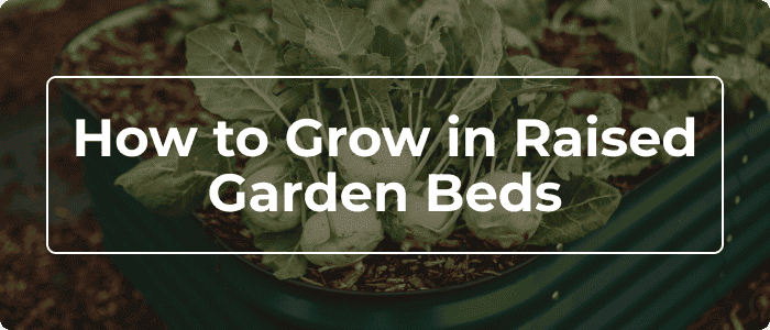 Blog: Raised Garden Beds: Everything You Need To Know