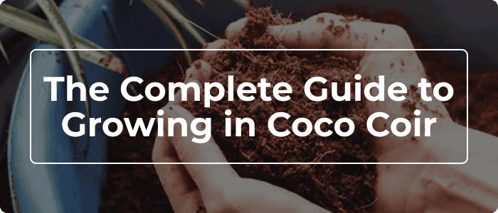 Blog: The Complete Guide To Growing In Coco Coir