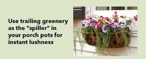 Use trailing greenery as the spiller in your porch pots for instant lushness.