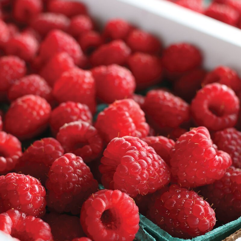 Raspberries Photo