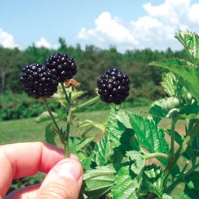 Blackberries Photo