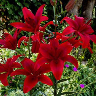 Asiatic Lily Red Highland