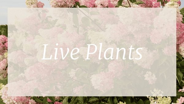 live plants
