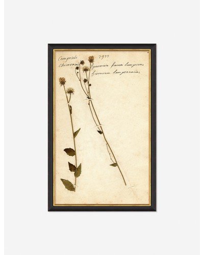 Herbarium C Wall Art-Black / 11" x 17"