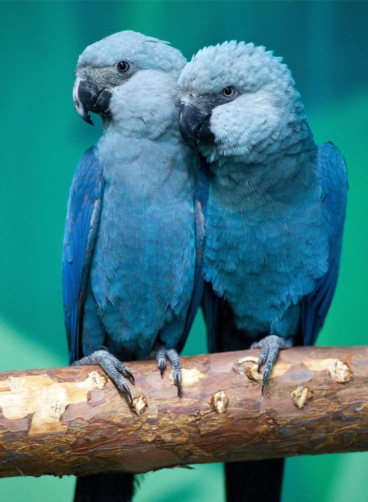 Color inspiration: Spix's Macaw, also known as the little blue macaw, an endangered parrot species native to Brazil and famous for its natural gradient of blue feathers.