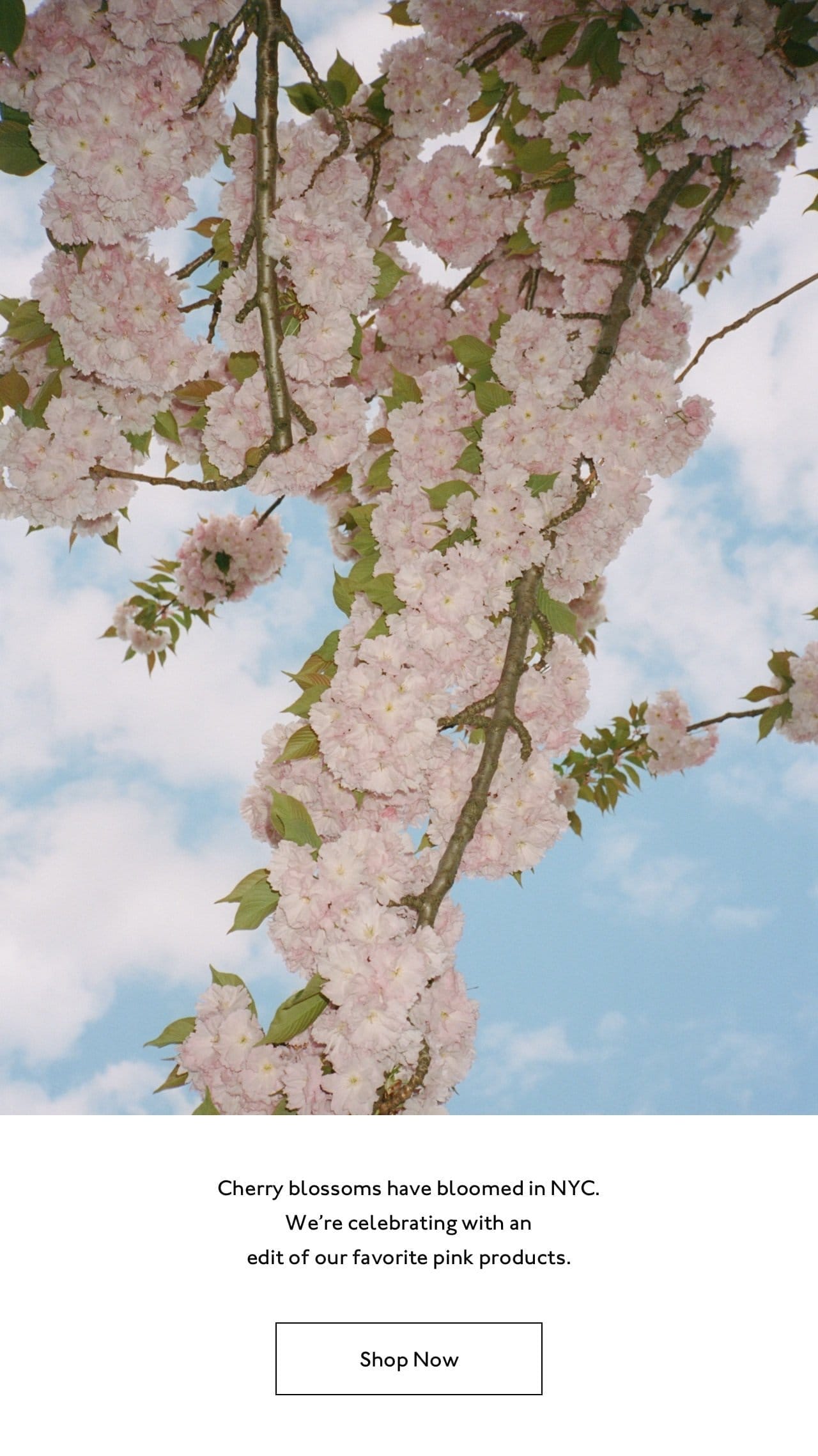 Cherry blossoms have bloomed in NYC. We're celebrating with an edit of our favorite pink products.