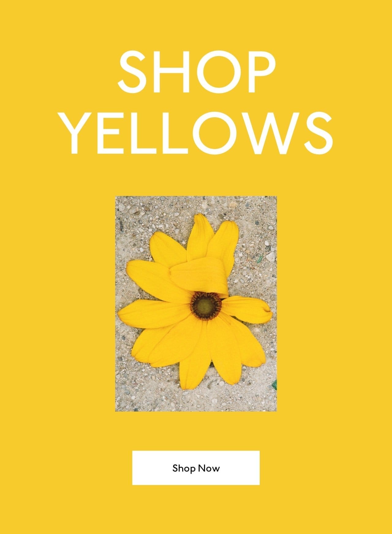 Shop now. Pictured: a beautiful yellow flower.