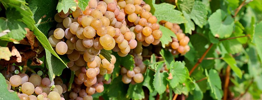 Types of Wine: Pinot Grigio