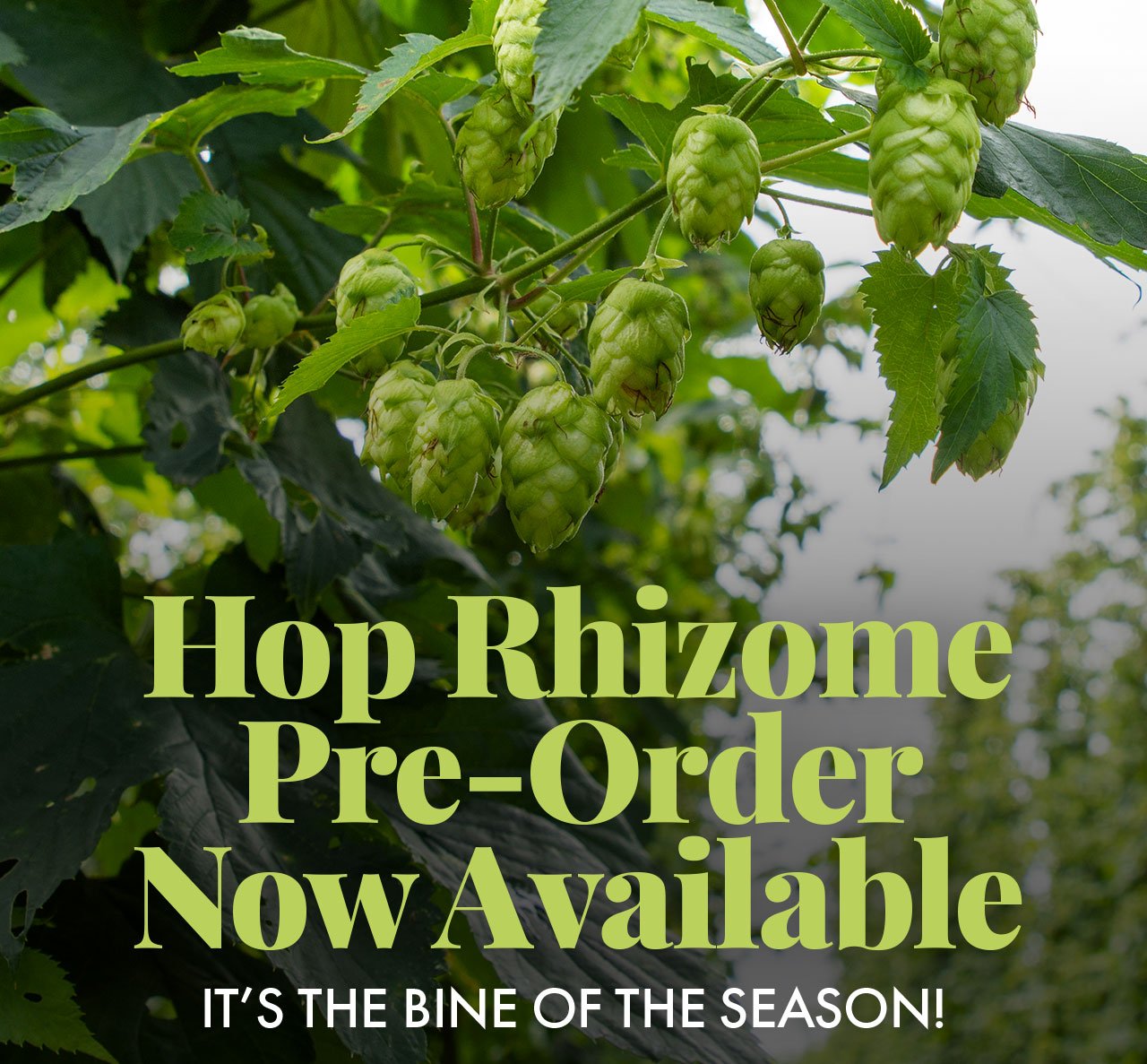 Hop Rhizome Pre-Order Now Available. It’s the Bine of the Season.