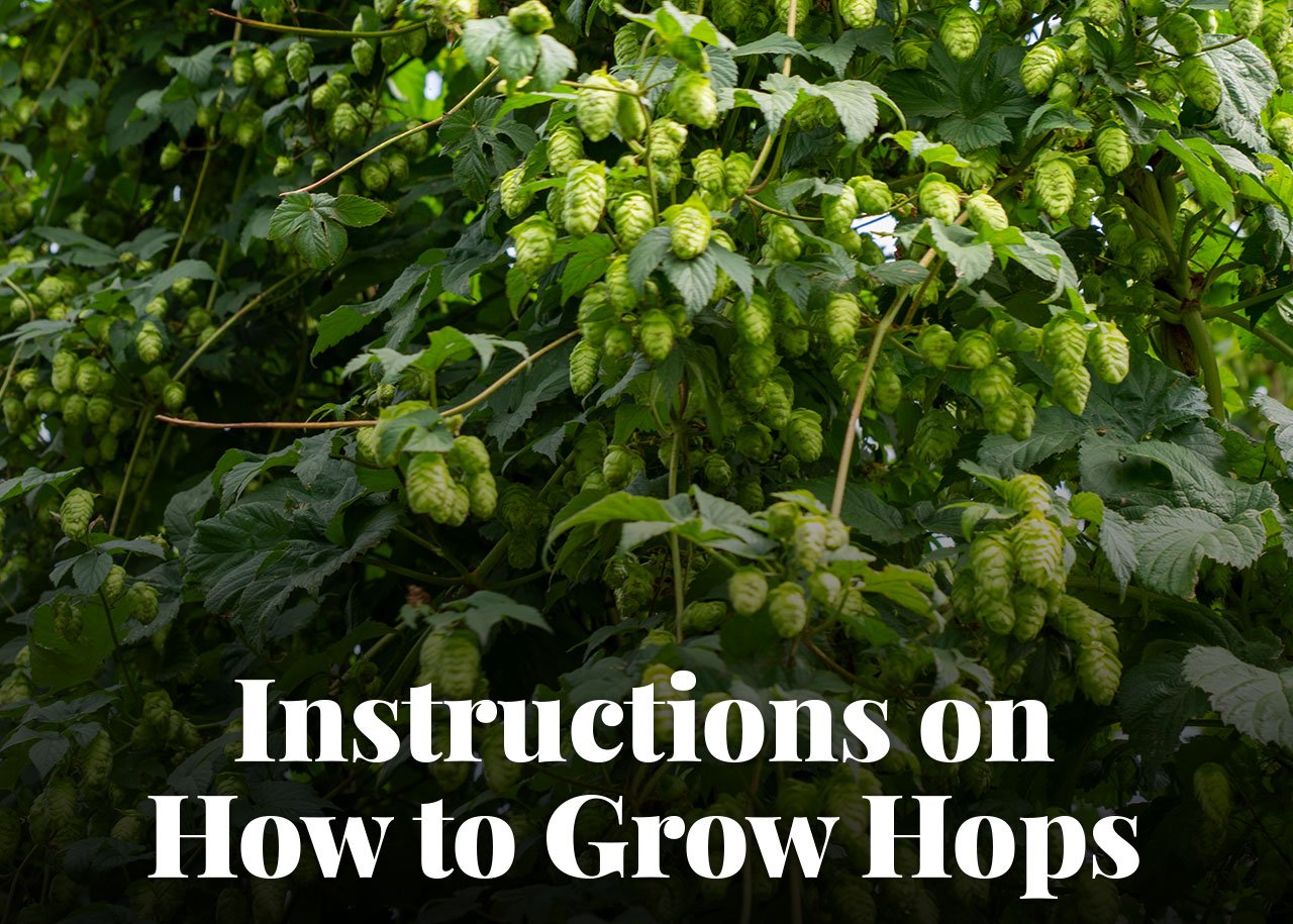 Instructions on How to Grow Hops