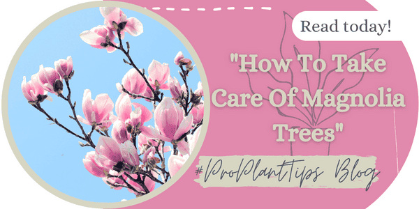How to Take Care of Magnolia Trees