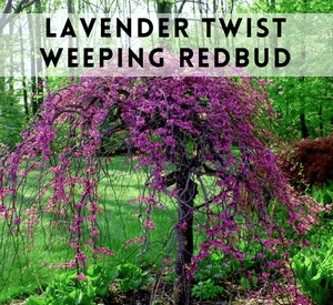 Lavender Twist Weeping Redbud