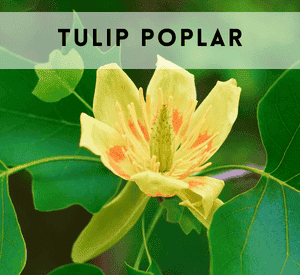 Tulip Poplar
