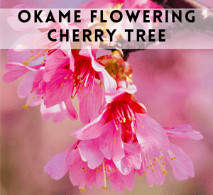 Okame Cherry Tree