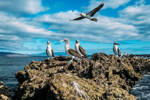 New Scientist Discovery Tours | GalapagosTour image