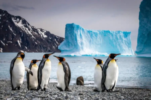 New Scientist Discovery Tours | Antarctica Tour image