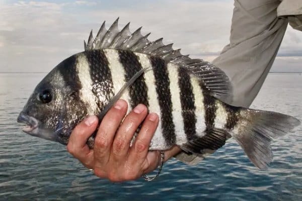 GEAR UP FOR SHEEPSHEAD FISHING WITH PENN