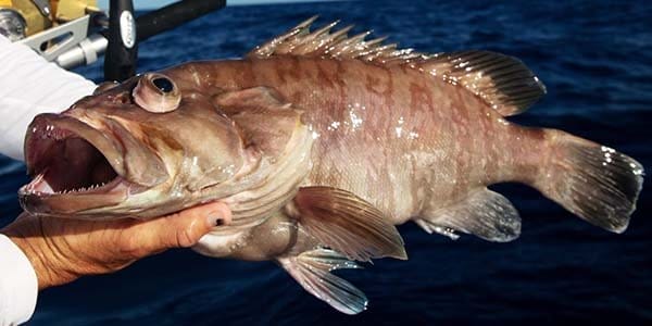 Grouper caught while deep sea fishing