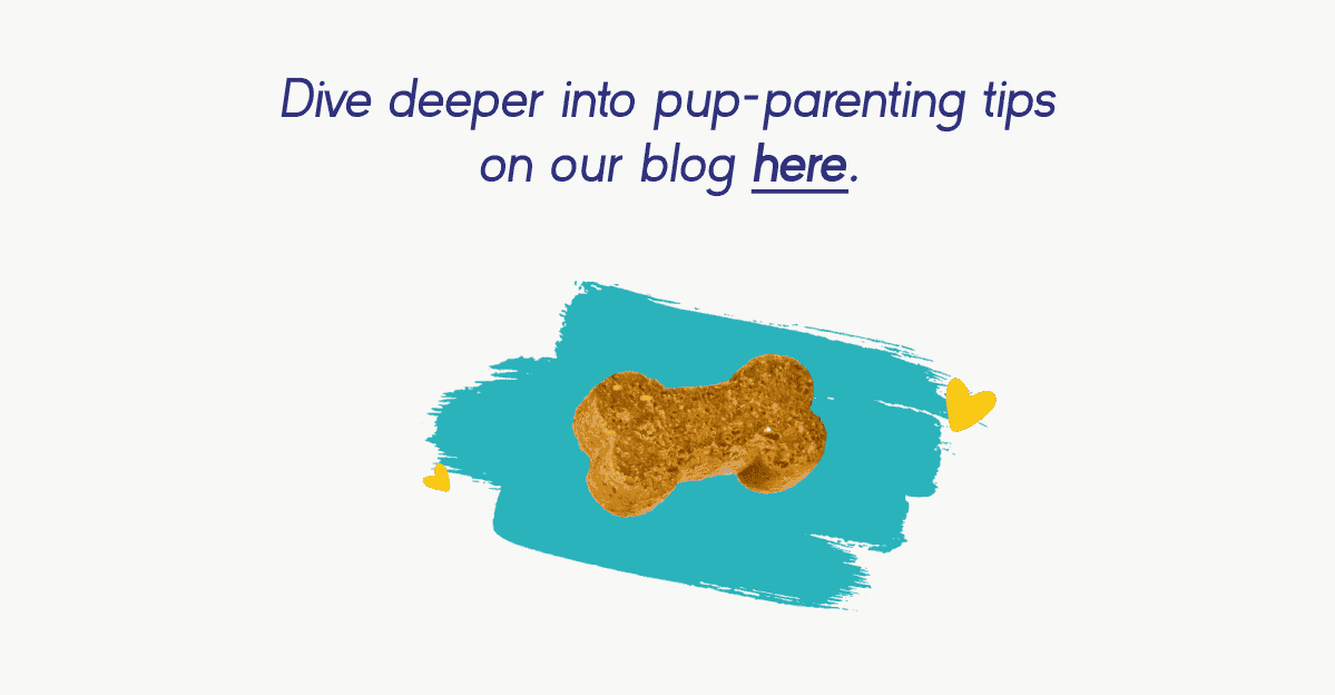 PupGrade Blog