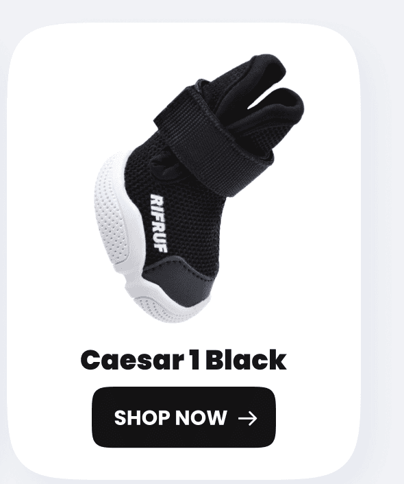 Caesar 1 Black