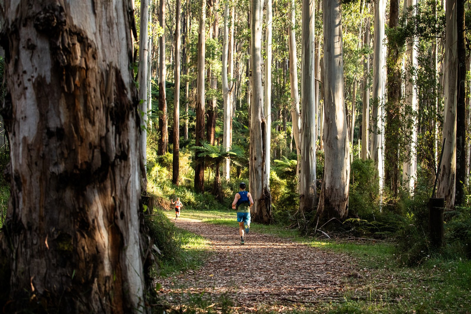 Trail runner at Warburton | Visit Salomon,au